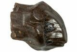 Fossil Nodosaur (Denversaurus?) Tooth - Montana #306577-1